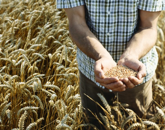 Wheat Field By Getty