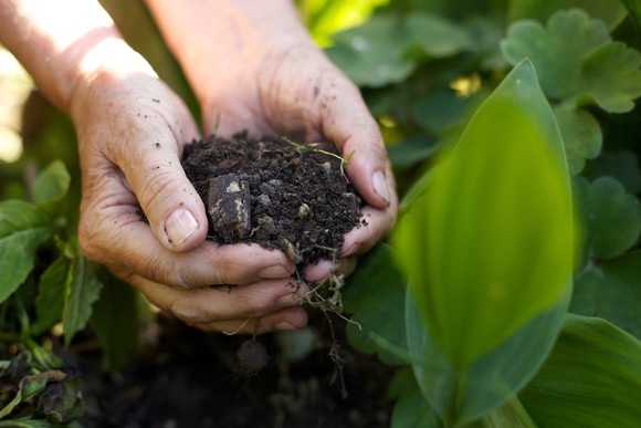 A woman with a handful of soil